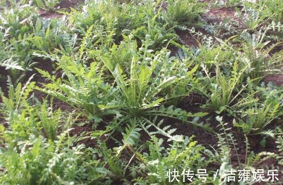 野菜|以下3种野菜,营养药用价值媲美保健品,值得了解一下