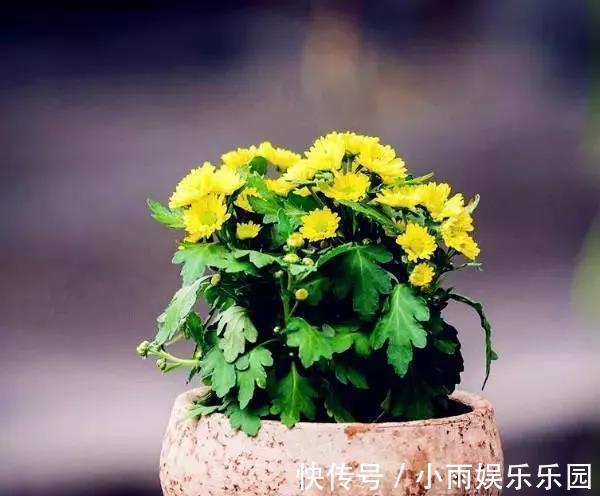 冬季养花大全，家里有这21种花的看过来