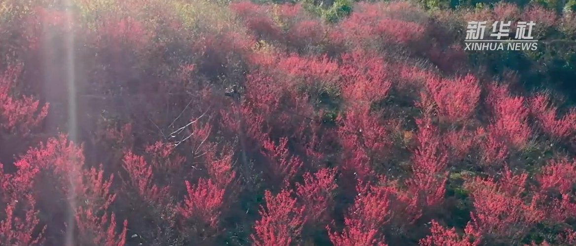 樱花漫山|福建寿宁：樱花漫山惹人醉