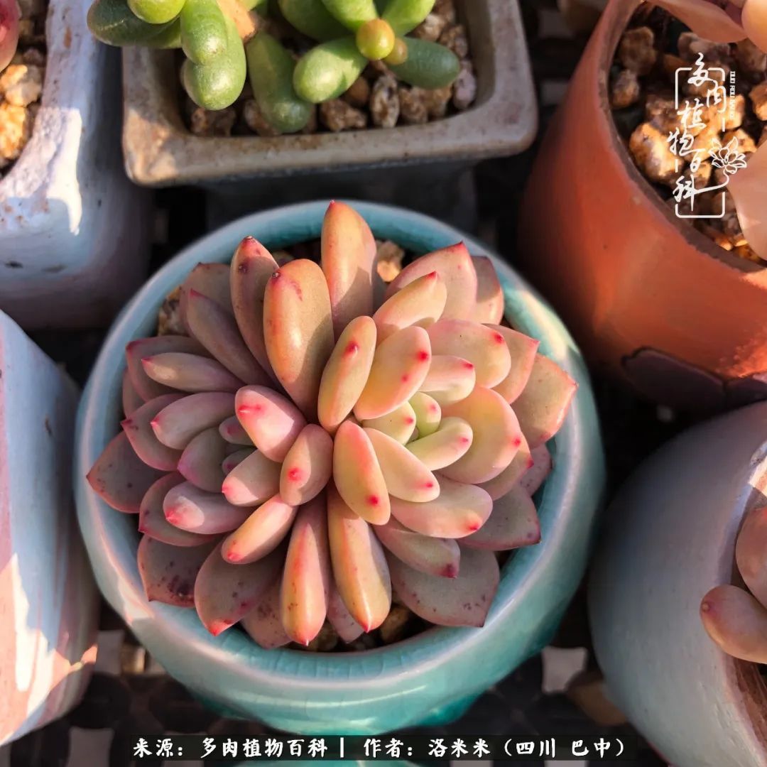 时间是多肉最好的滤镜!附个人养护经验!