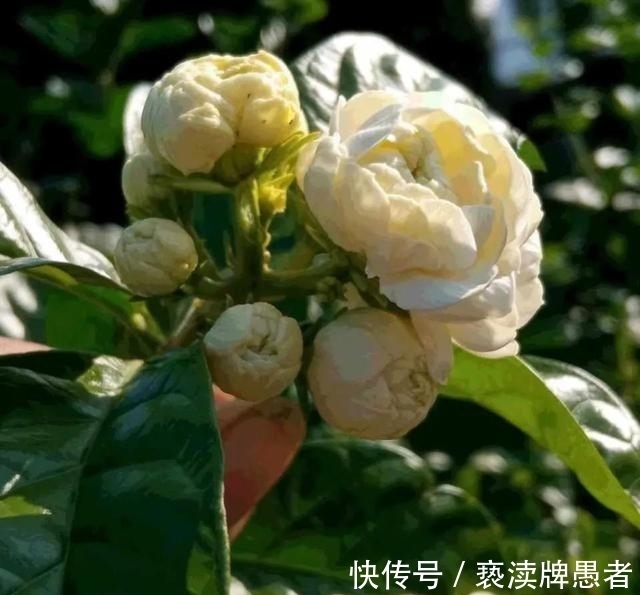 休眠期|大冷天养茉莉,学会“偷懒”,开春后,花骨朵叽里咕噜往外冒