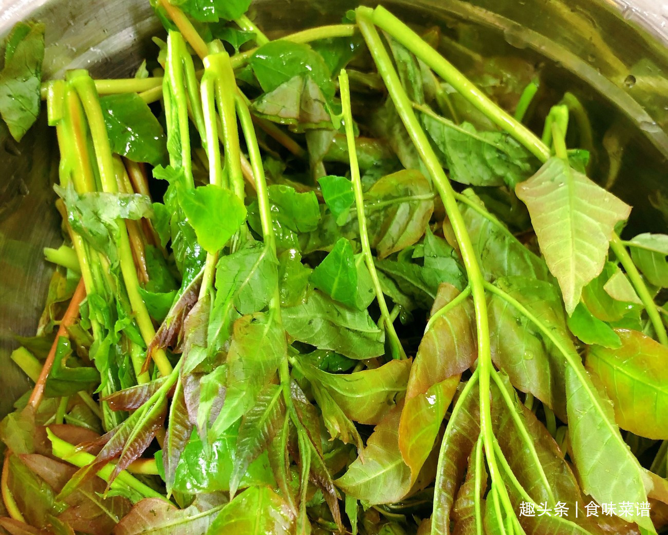 马齿苋|此8种野菜不用花钱买,来认识一下,营养高味道好,错过等明年了