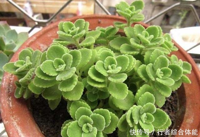 香水不用买,“1种花”放客厅,一年四季“有芳香”,阳台也能养!