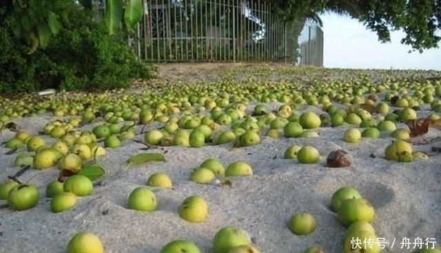 砍伐|世界上最“危险”的树不能砍伐不能烧，果实还有剧毒