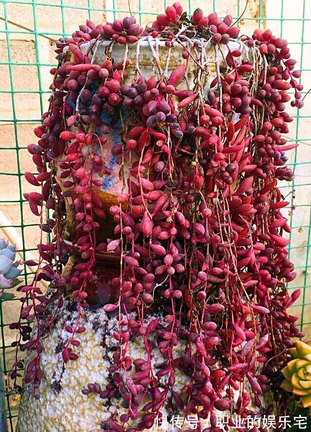 不易“养死”的13种花，独特有格调，好养又漂亮，新手养花首选