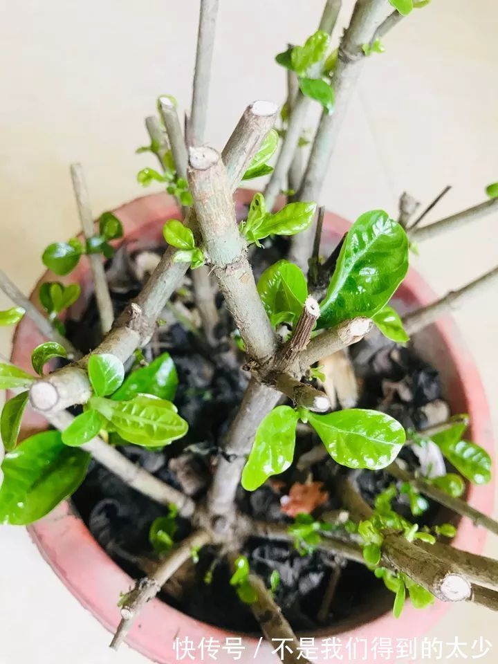 养花技巧最难养的花，买多少死多少，想想就生气！