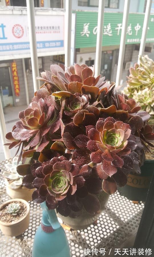 群生|多肉法师一碰就掉叶，补充“三动作”，叶片紧凑，养成群生小老桩