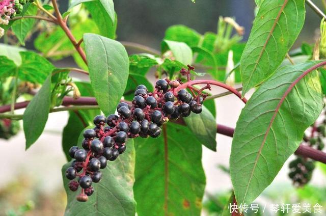 民间|农村一稀罕野草,形似苋菜,根似人参,民间称它为“见肿消”