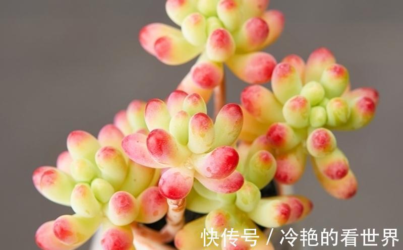 多肉植物|多肉果冻乙女心，自带果冻色，是果冻色系多肉里的颜值担当