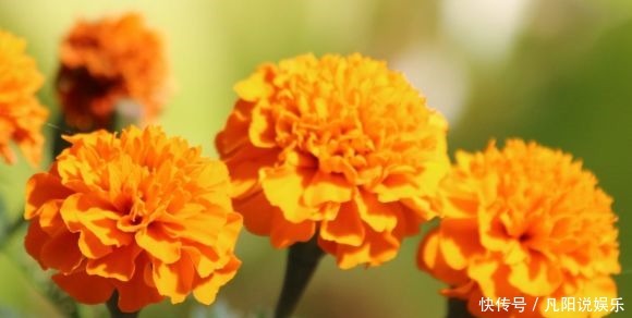 秋冬养|忘了绿萝吊兰,秋冬养花选这4款,花色美丽,四季开花美极了!