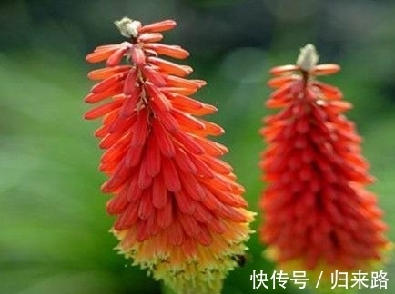 茉莉|小雪后,养什么花?以下3种“如意花”,寓意五福临门幸福如意