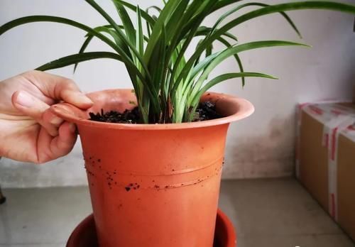 兰花叶子发黑如何补救？简单、有效、又安全的4招