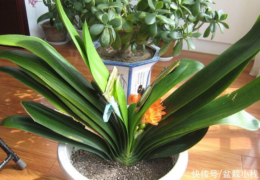 虎皮兰|养花6年,总结出这几个“坑”,建议新手花友看看