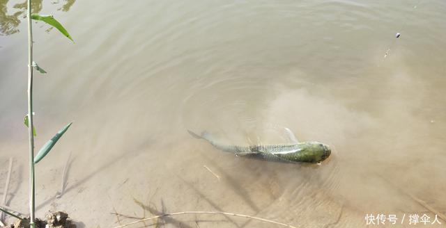 钓具|冬季垂钓的核心技巧,无外乎饵料·钓法和钓具这三方面---皇禾钓具