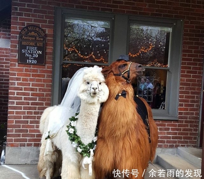 趣图:婚礼的时候一般会邀请什么人?嗯,草泥马伴娘没见过吧?