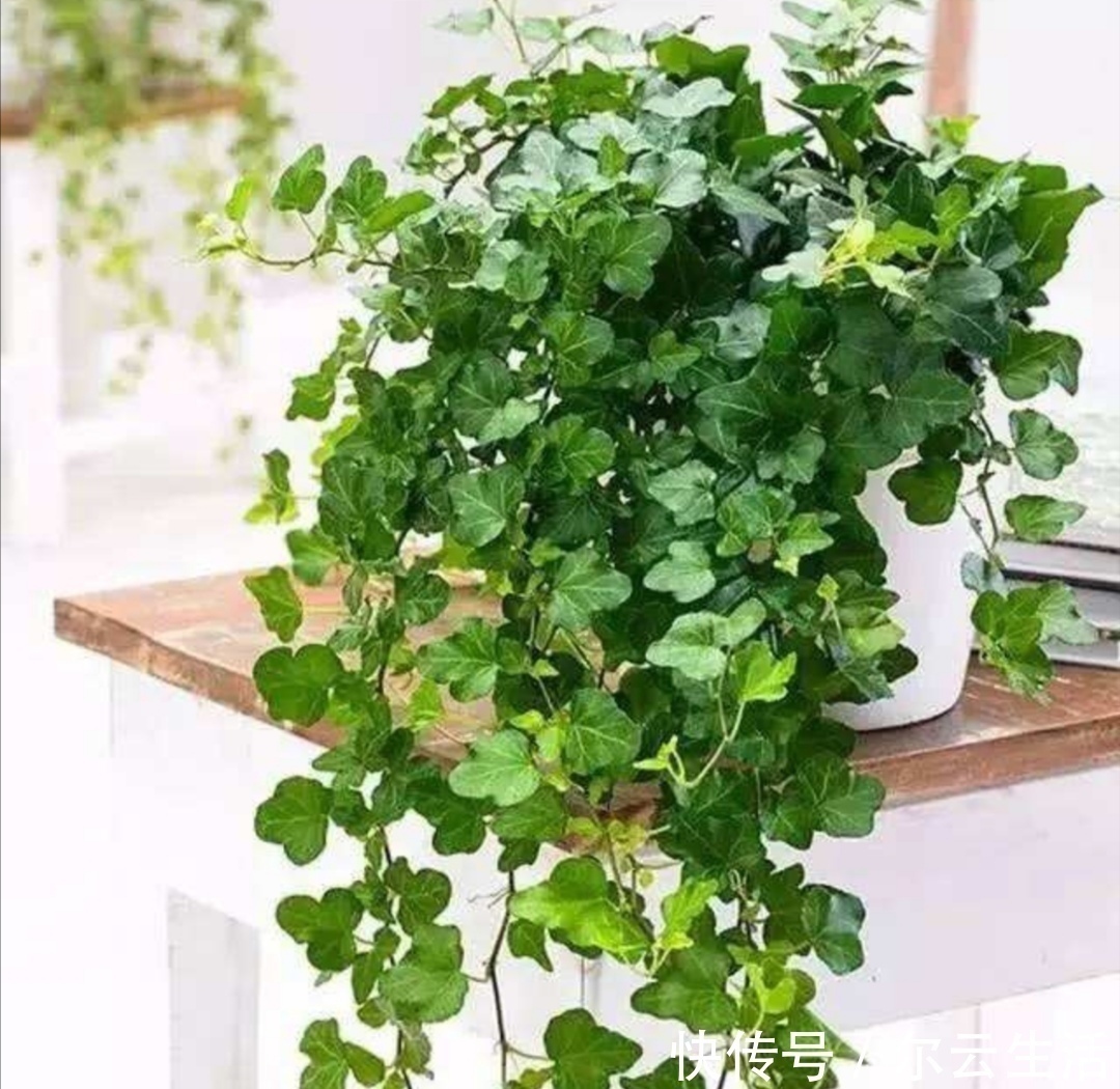 虎皮兰|封闭的楼房养花,首选这6种,都是净化小能手,养在家里利于健康