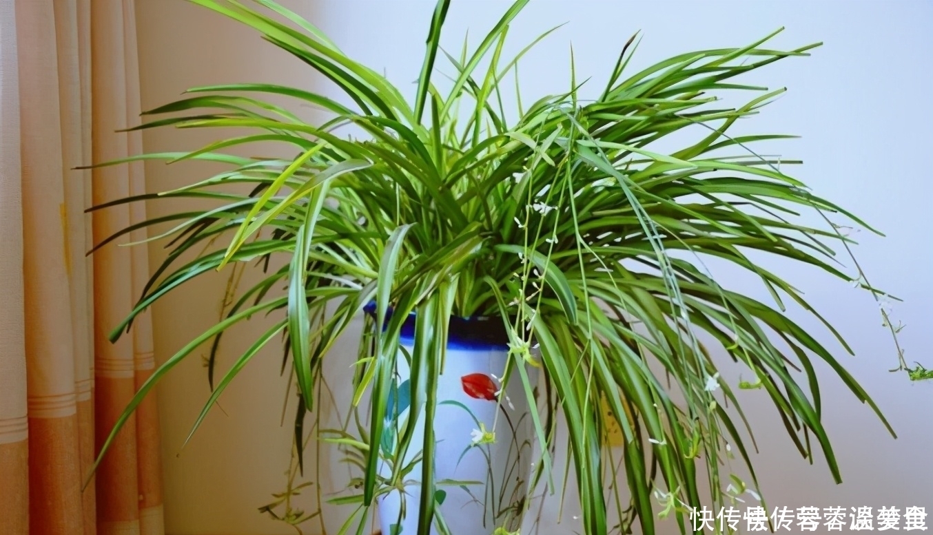 吸毒草|人养花、花也养人！这些花养在家里，干净又卫生