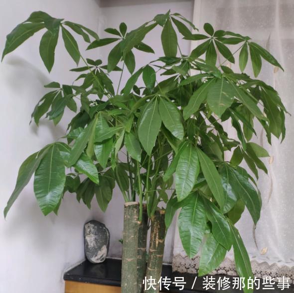 植株|发财树盆栽长得慢?调控好这4点,侧芽新枝呼呼窜