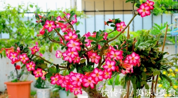 漂亮|夏季养沙漠玫瑰，不用多操心，做好这3点开花多又漂亮