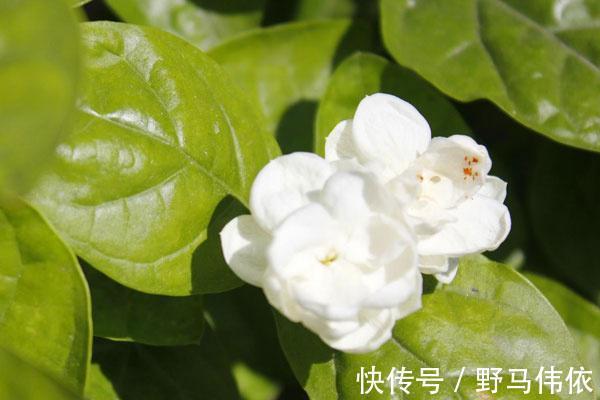 刺玫花|蒲公英根和三种花是“绝配”,经常喝点,肝好毒素少,人更显年轻