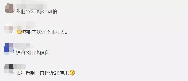 褐云玛瑙螺|注意！雨后出现的这种东西千万别碰