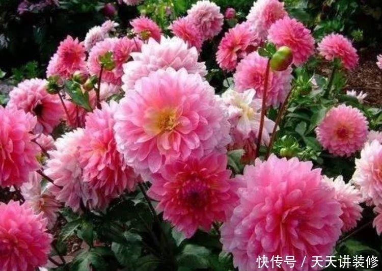 最适合新手养的4种花，沾土就能活，招财又开运，你养了吗？