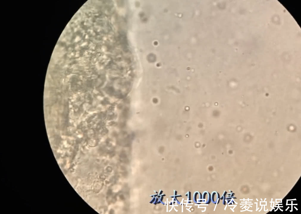 猪肉|猪肉冷冻3个月后还能吃吗放大1000倍，仿佛看到另一个世界