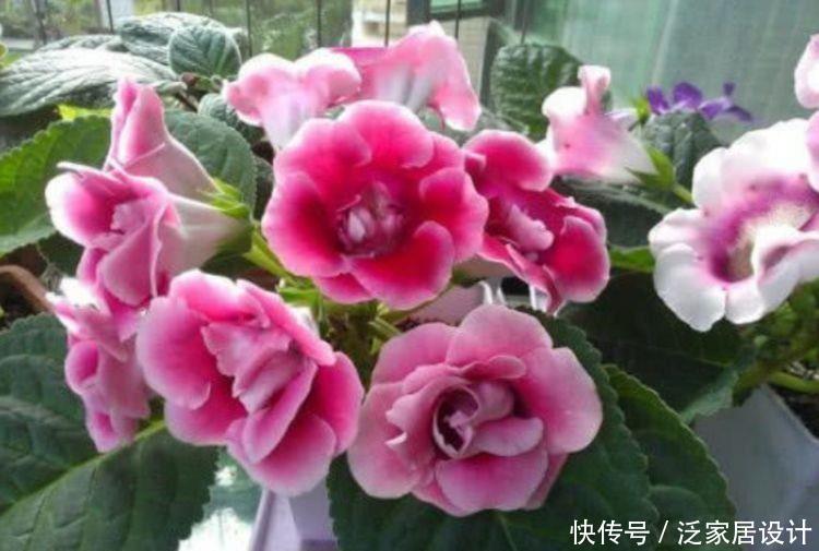 4种花花型圆滚惹人爱,花色艳花量大,开花幽香暗淡