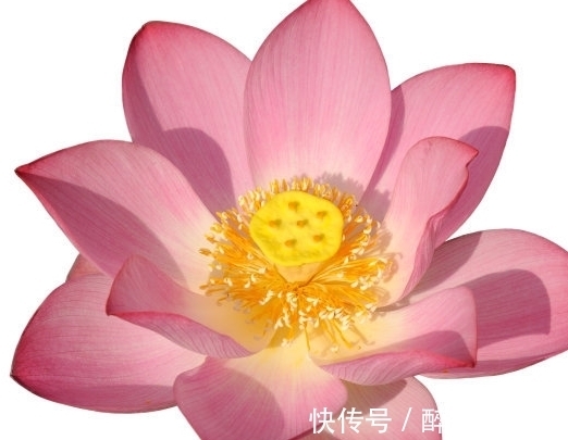 桃花|步入9月中旬，4属相桃花八方来，良缘天成，生活顺风顺水