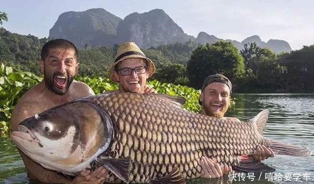 前因后果|亚洲鲤鱼“壮如牛”,在美国为何屡禁不止,有什么前因后果!