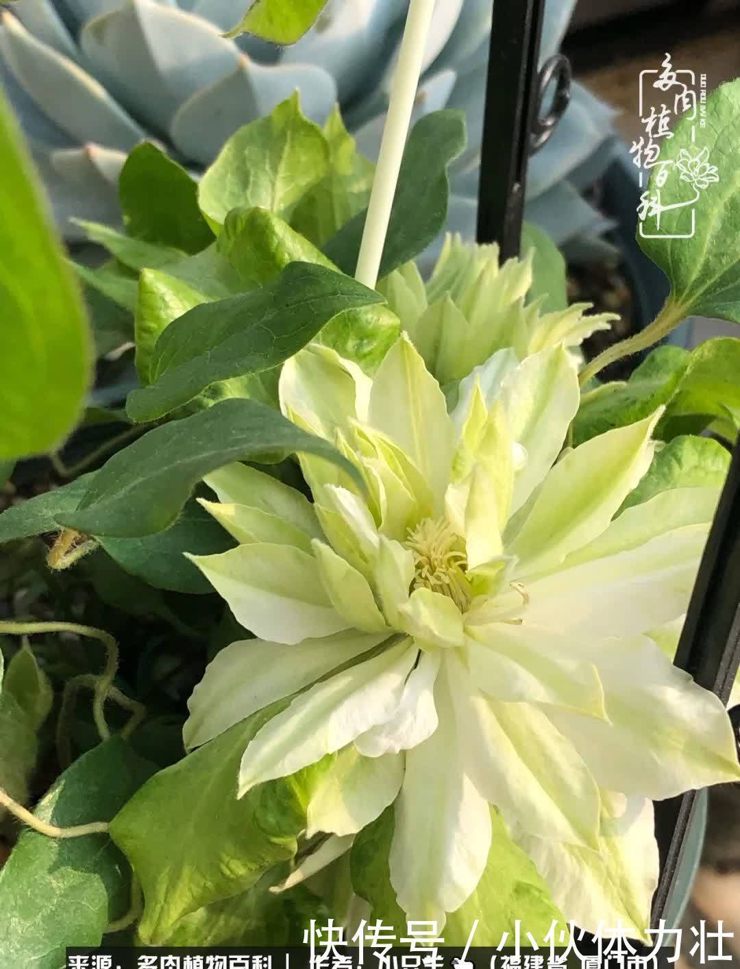 多肉,似星辰大海般的璀璨!