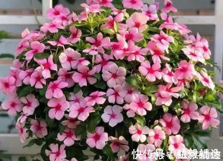 荷包牡丹|4种花自带财运，家里养一盆，比牡丹更好看，你喜欢吗？