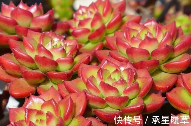 养不好5种多肉别灰心,不是技术问题,而是他们天生就爱徒长