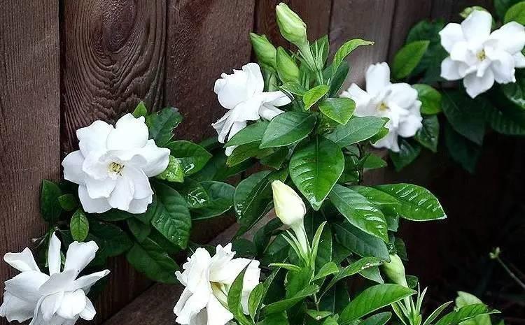 栀子花|6种“漂亮花”,7月不修剪,后悔一整年