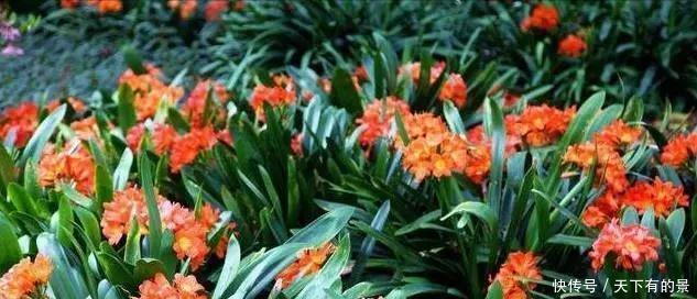 把它倒在花盆里,君子兰疯长如野草,一次能开30多