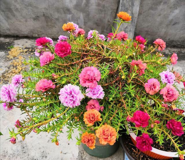 好养、好美的“4种花”，种下就活，连年开花，能养一辈子