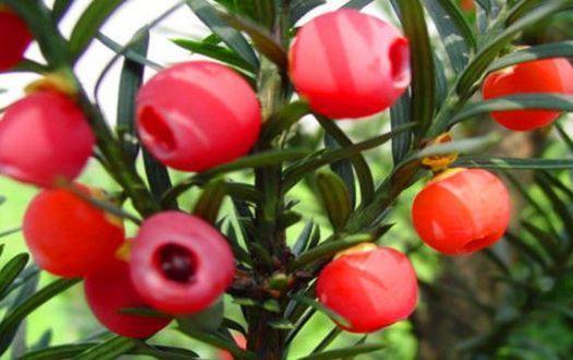 维生素c|女性不想变老太婆,常吃3物,健脾开胃,促进消化,延缓衰老