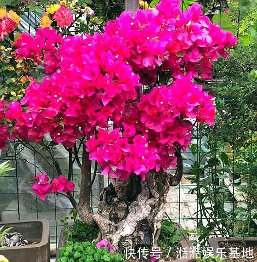 移栽|扦插三角梅,移栽“手法”很重要,提高成活率,移一棵活一棵