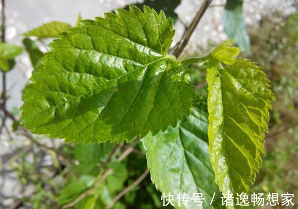 氨基酸|桑叶泡水喝功效作用多，桑叶什么时候采摘好，桑叶泡水注意什么