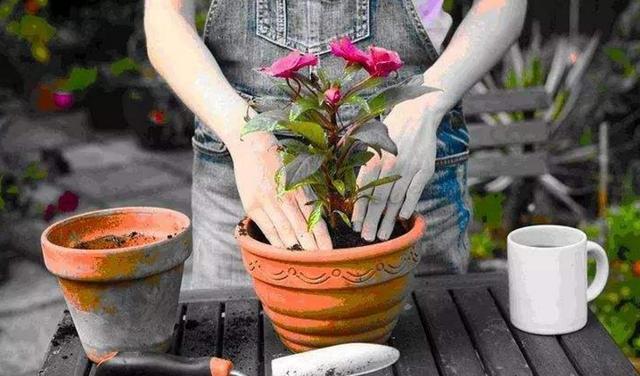 多肉植物|花店买花,避开4种花,里面“猫腻大”,买了难养活,白白浪费钱