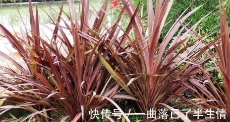 叶片|朱蕉叶片色彩越来越差了,有什么办法可以让它恢复呢