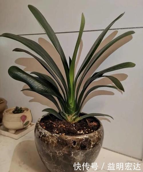 微酸性|养花土里掺点它,碱性变酸性,花卉叶子呼呼长!