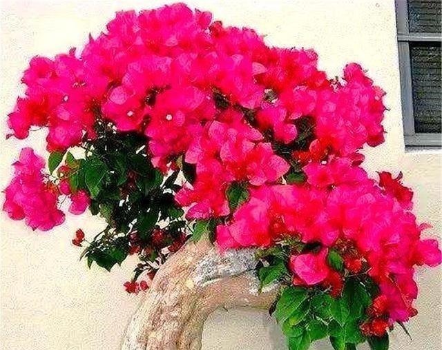 家庭养三角梅，重复去做“1件事”，花越开越多，轻松开成大花球！