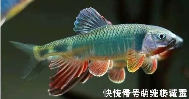 饲养|我国最漂亮的原生鱼,未必是鳑鲏和白云金丝,这种小型鱼更漂亮