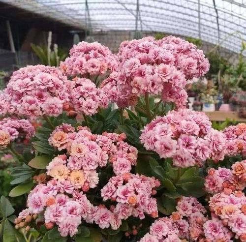 老花匠的养花技巧,开春做好3件事,长寿花长成“棒棒糖”!