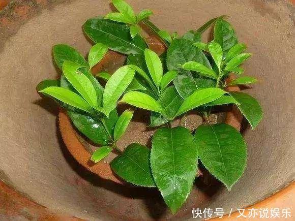 6月扦插“2种花”刚好，20天生根，3个月上盆，开花多，又香又美