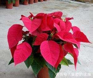 老人|家里养花别养2种,叶子有毒,家里有老人小孩要注意