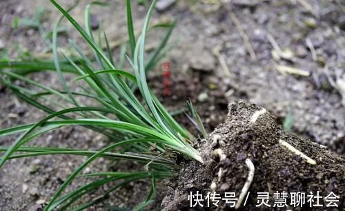 兰花什么时候必须换盆?这3种情况,只有换盆才能成活