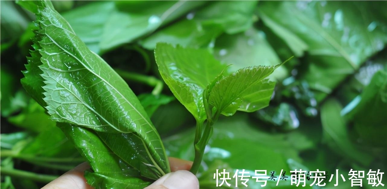 早餐|气温升高，这早餐多上桌！经常上火多吃点，清肺润燥还明目！