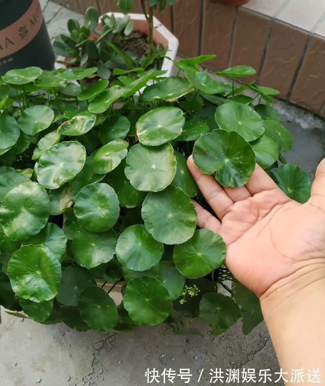 爆盆|夏天里的“暴发户”,养盆铜钱草,天天爆盆,里里外外全是“钱”
